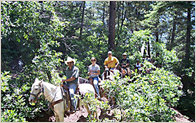 Cedar Crest Country Cottage & Stables